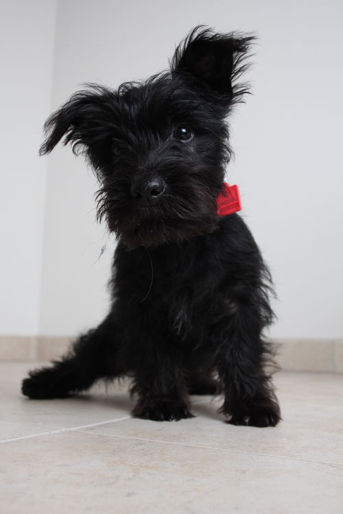 Sable D151259
