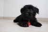 Sable D151259