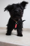Sable D151259