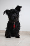 Sable D151259