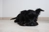 Sable D151259