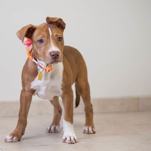 Paislee D151286