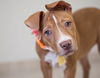 Paislee D151286