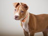 Paislee D151286