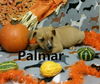 Palmar D151405