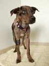 Dalette D151443
