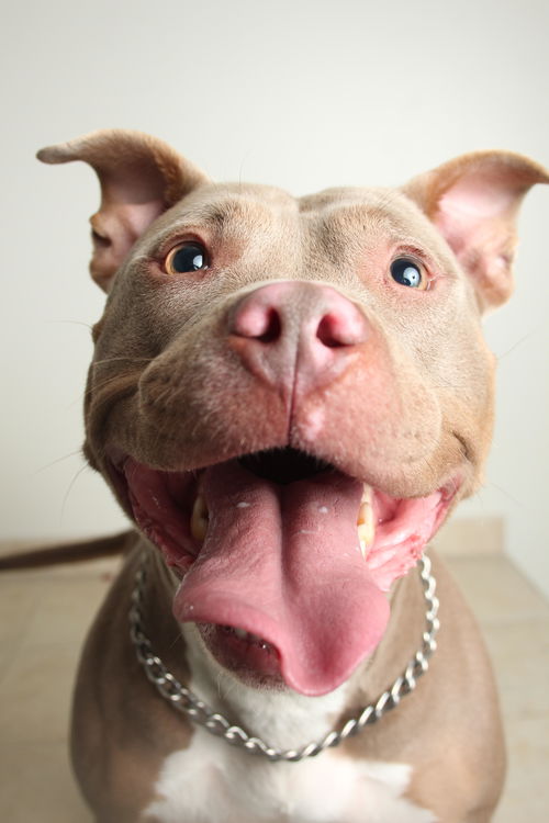 Daisy D151478