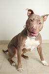 Daisy D151478