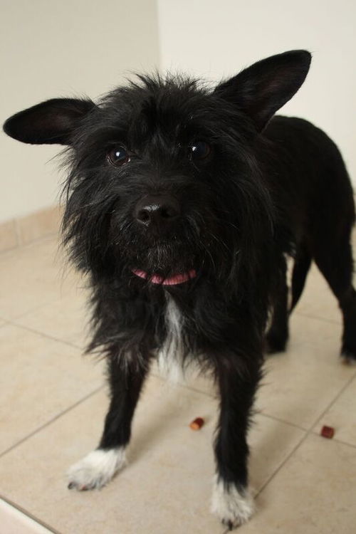 Daisy D151620