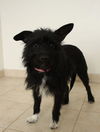 Daisy D151620