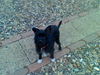 Daisy D151620
