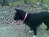 Daisy D151620