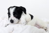 Baby Luma D151631