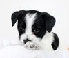 Baby Luma D151631