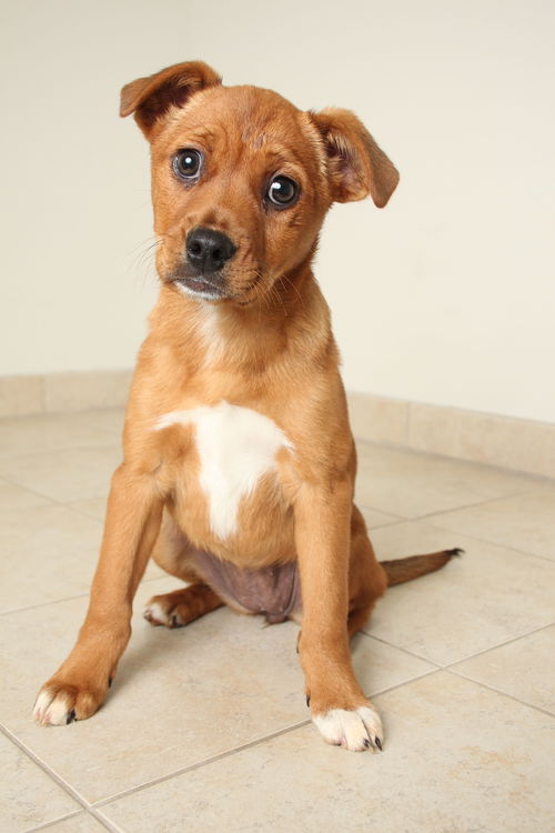 Bambi D151682