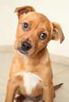 Bambi D151682