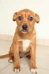 Bambi D151682
