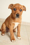 Bambi D151682