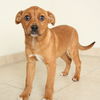 Bambi D151682