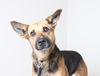 Daisy D151716