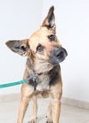 Daisy D151716