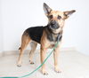 Daisy D151716