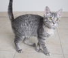 Kady C160036