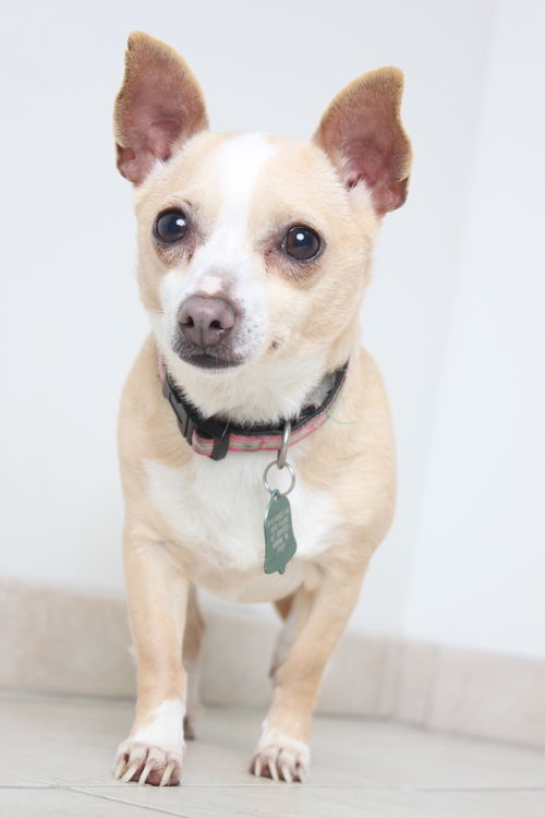 Daisy D160347