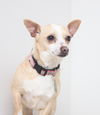 Daisy D160347