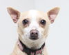Daisy D160347