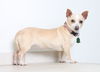 Daisy D160347