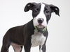 Daisey D160398