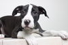 Daisey D160398