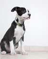 Daisey D160398