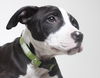 Daisey D160398