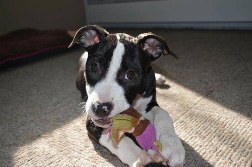 Daisey D160398