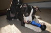 Daisey D160398