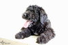 Schmoodle D160480