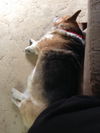 Hadley *Diabetic* D160509