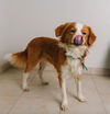 Balto D160535