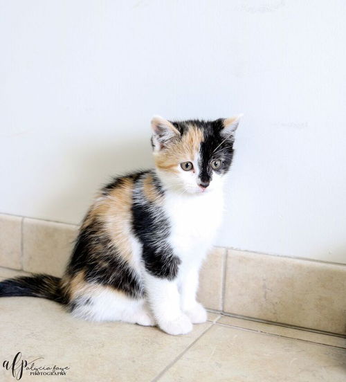 Daisy C160091