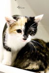 Daisy C160091