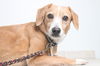 Baby *Tripod* D160649