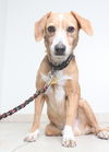Baby *Tripod* D160649