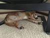 Baby *Tripod* D160649