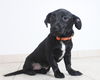 Paddy D160674