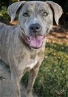 adoptable Dog in dallas, GA named Emma
