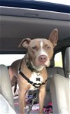 adoptable Dog in dallas, GA named Chipper