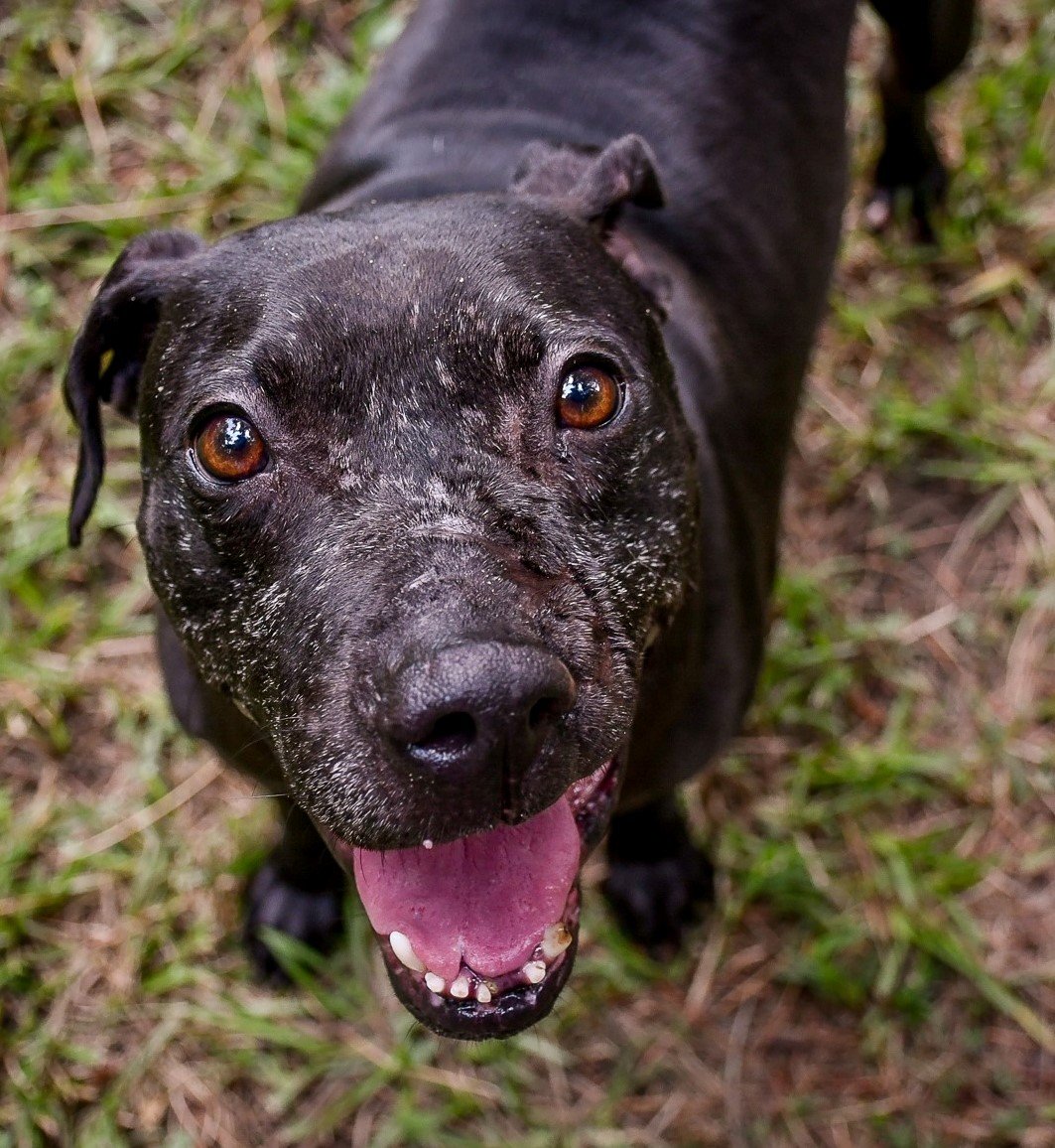 adoptable Dog in Dallas, GA named Fabio