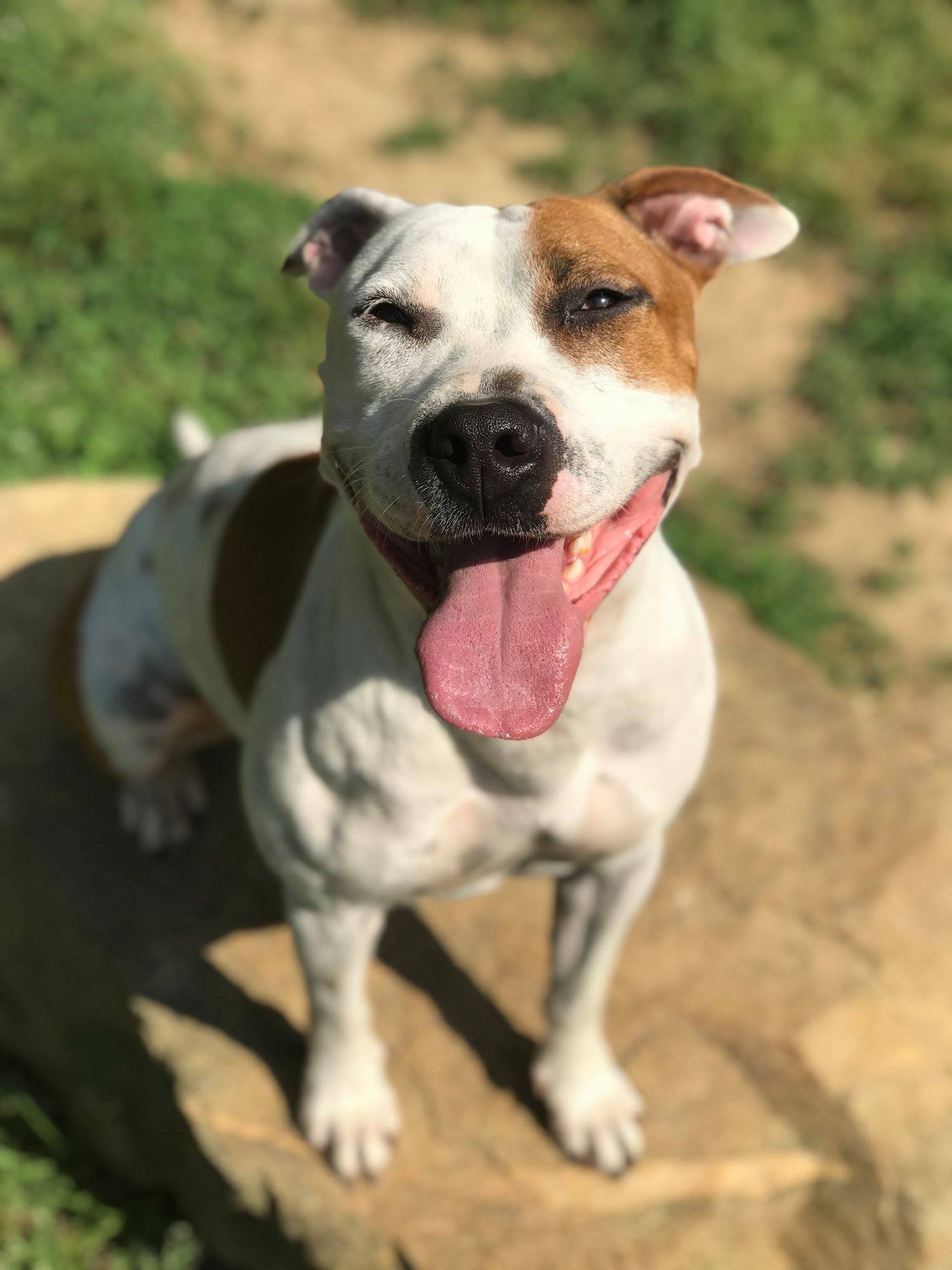 adoptable Dog in Dallas, GA named Moxie